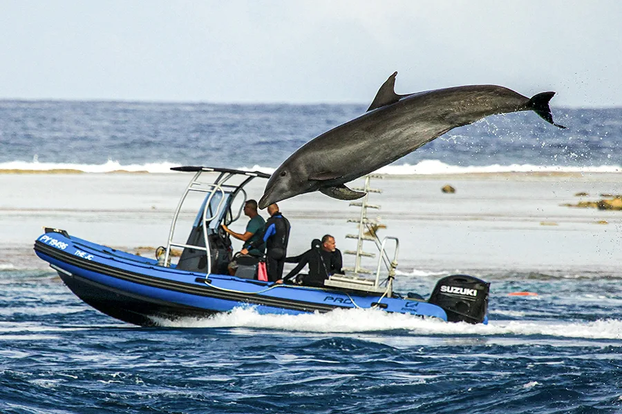 Dauphin bondissant au-dessus d'un bateau avec des plongeurs à bord