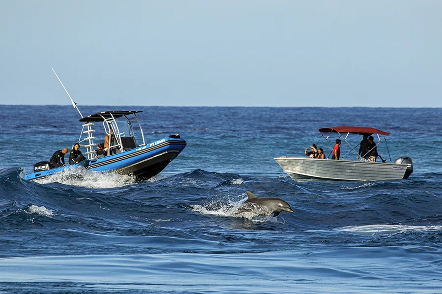 Deux bateaux de plaisance en mer avec un dauphin sautant