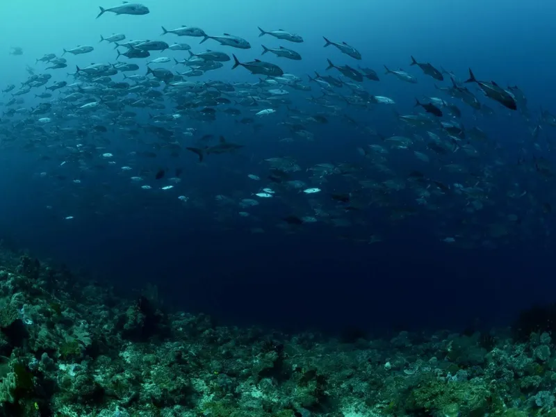 Banc de poissons argentés nageant au-dessus d'un récifal corallien bleu
