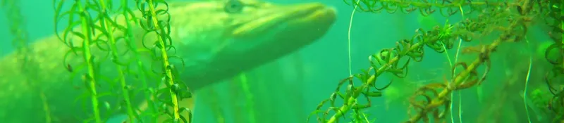 Gros plan sur la tête d'un crocodile dans une eau verte