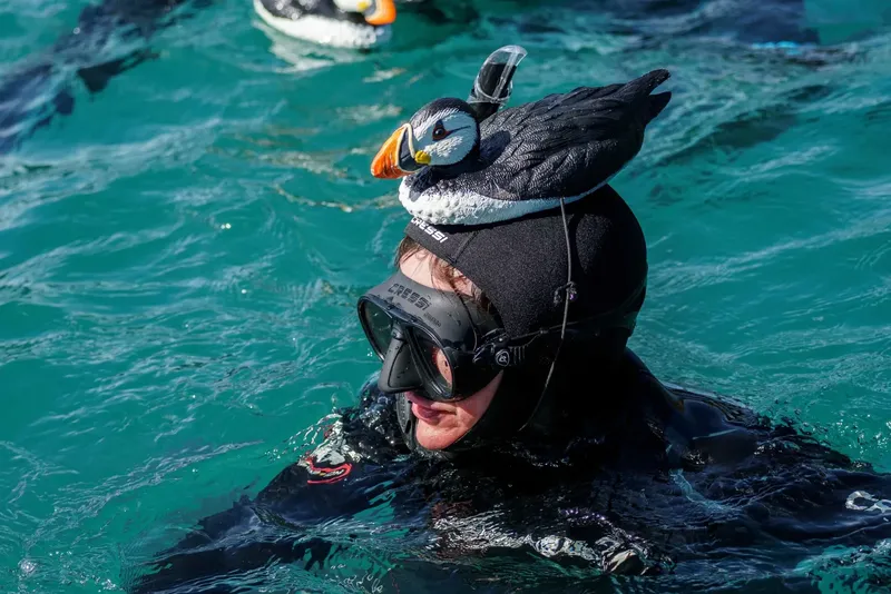 Plongeur avec macareux sur la tête en eau turquoise