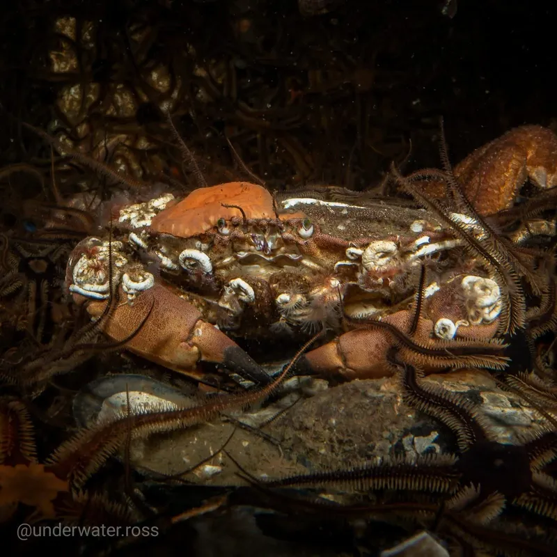 Crabe orné de petites créatures marines sur le fond marin