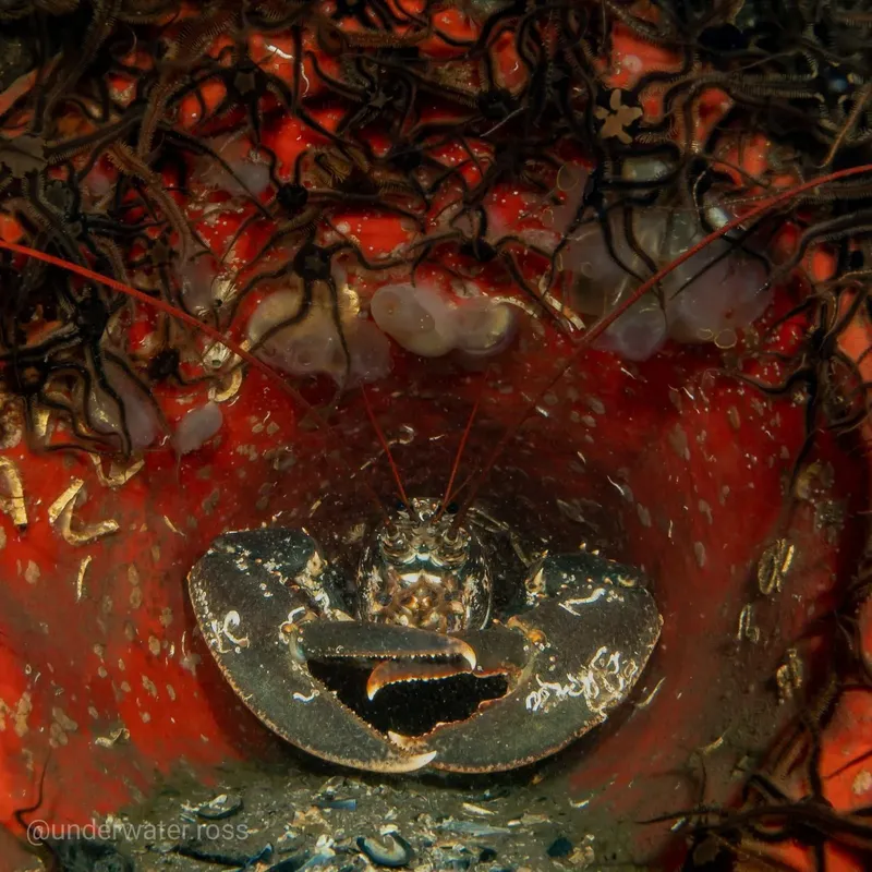 Crabe sur fond rocheux rouge et noir, macro sous-marine détaillée