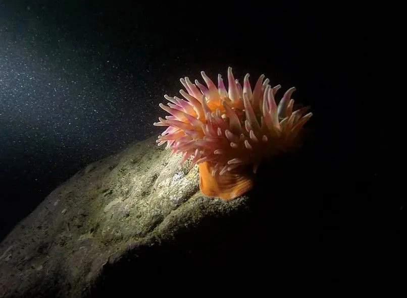 Anémone de mer rose et blanche fixée sur un rocher sous-marin
