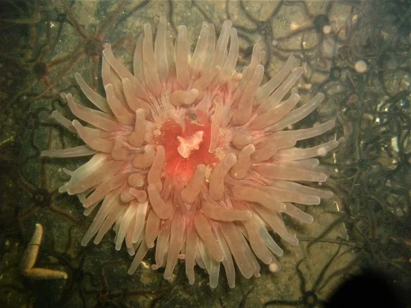 Anémone de mer rose et blanche sur fond rocheux sombre