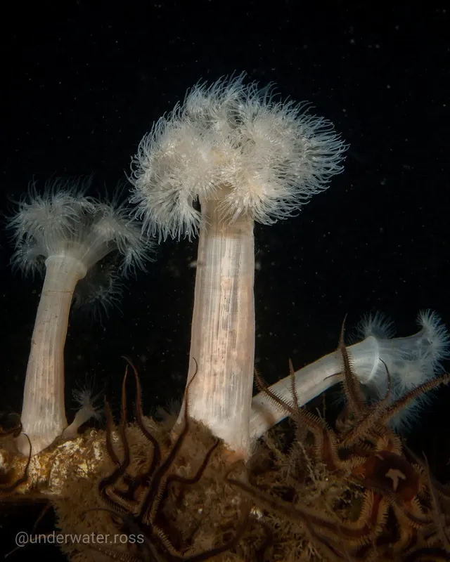 Plumes de mer blanches sur fond sombre, créatures marines lumineuses