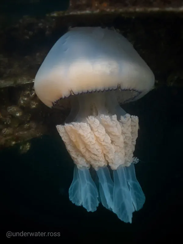 Méduse translucide nageant dans l'eau sombre, tentacules visibles