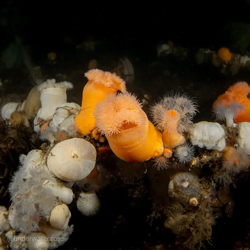 Anemones de mer orange et blanches sur fond rocheux sombre