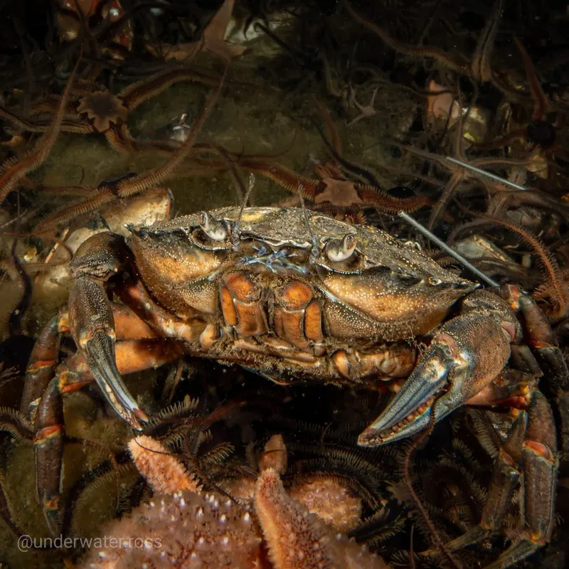Un crabe sur le fond marin, entouré d'algues et de coraux