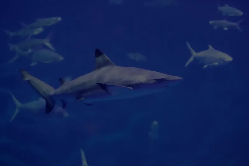 Plusieurs requins nagent dans l'eau bleue, scène sous-marine paisible