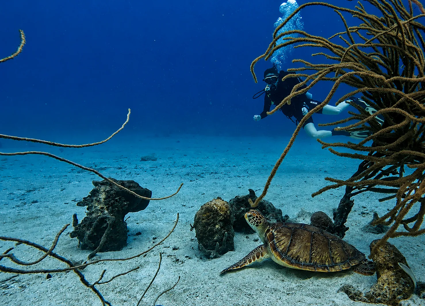 Plongeur et tortue marine évoluent au milieu des coraux et du sable