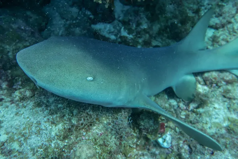 Requin de récif à pointe blanche nageant au fond marin