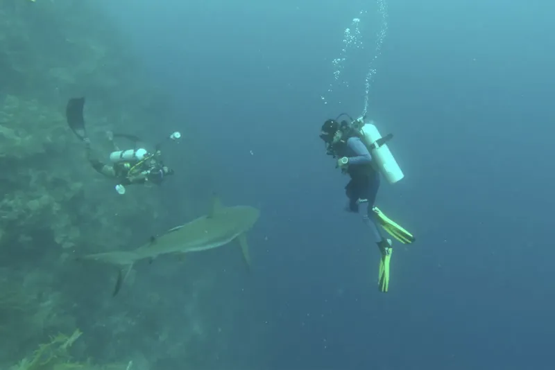 Deux plongeurs observent un requin dans une eau trouble