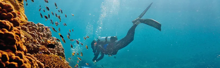 Plongeur explore un récif corallien entouré de nombreux poissons colorés