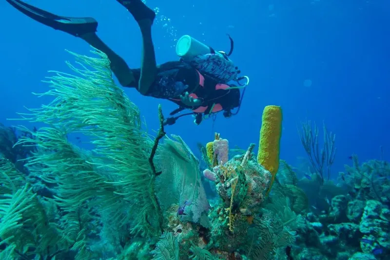 Plongeur explorant un récif corallien bleu et luxuriant
