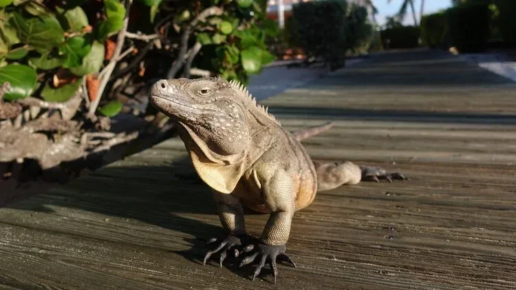 Grand iguane gris se repose sur une terrasse en bois ensoleillée