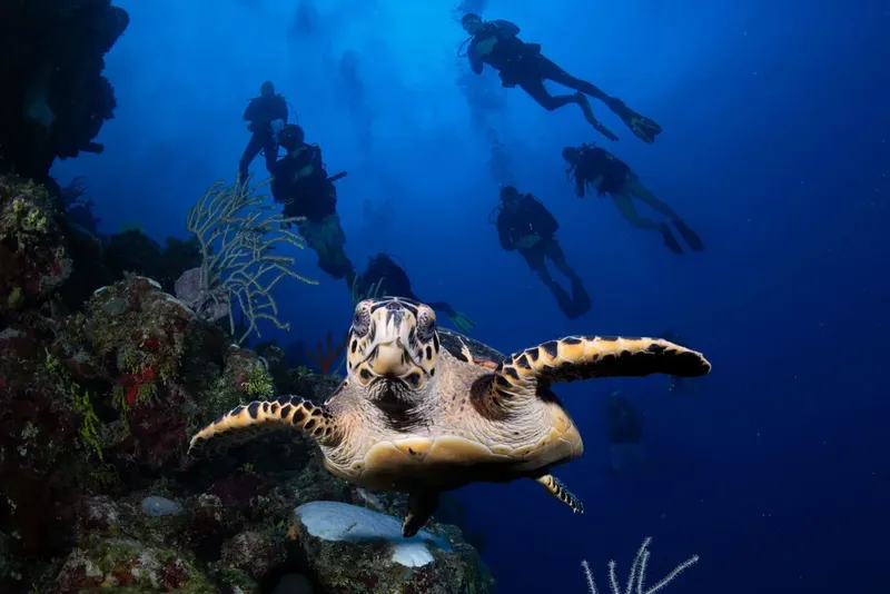 Plongeurs et tortue marine nagent ensemble dans un récif corallien