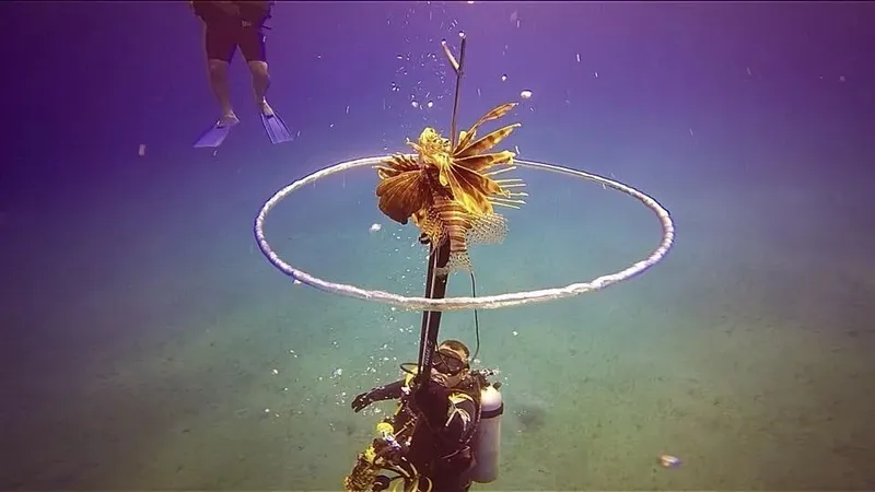 Plongeur et nageur au-dessus d'un poisson-lion capturé dans un cercle