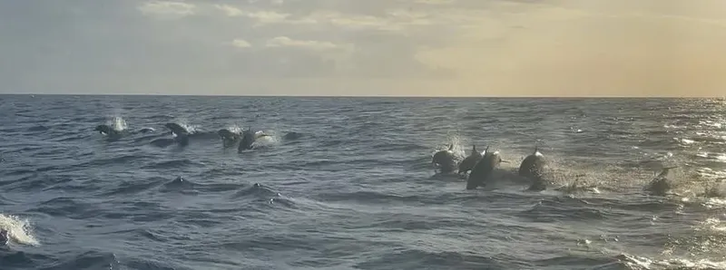 Groupe de dauphins sautant et nageant dans une mer agitée