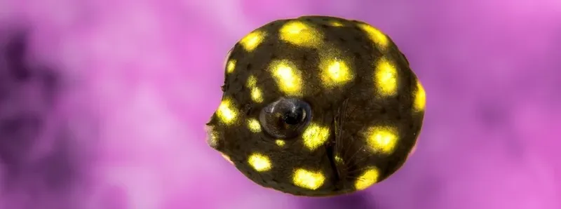 Poisson-ballon tacheté de jaune nageant dans un fond rose flou