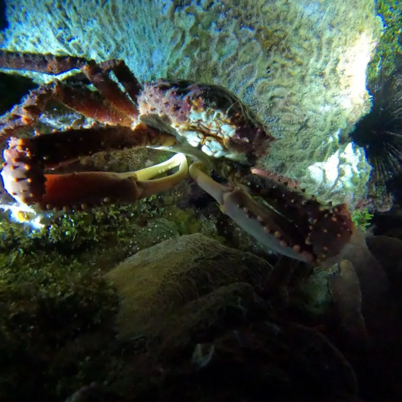 Un crabe sur un fond rocheux, en milieu marin sombre