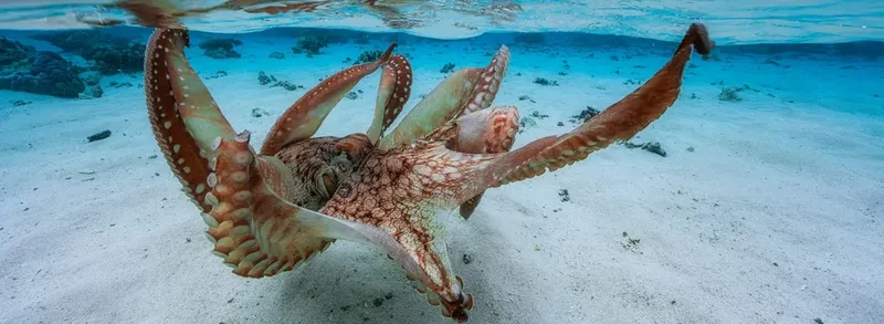 Un poulpe se déplace sur le fond sableux en déployant ses tentacules