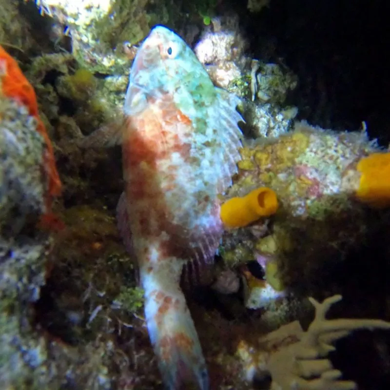 Poisson coloré sur un fond rocheux et corallien en milieu marin