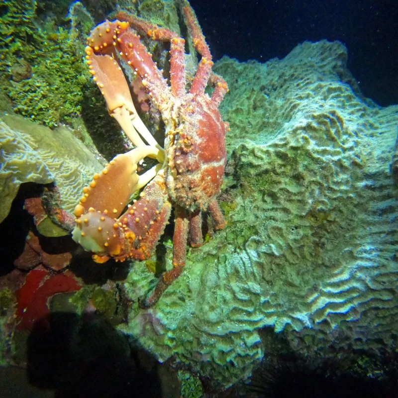 Grand homard rouge sur un récifal corallien sous-marin