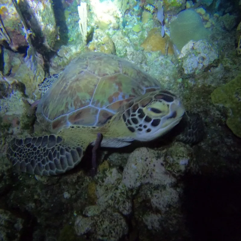 Tortue marine nageant paisiblement au milieu des coraux et des rochers