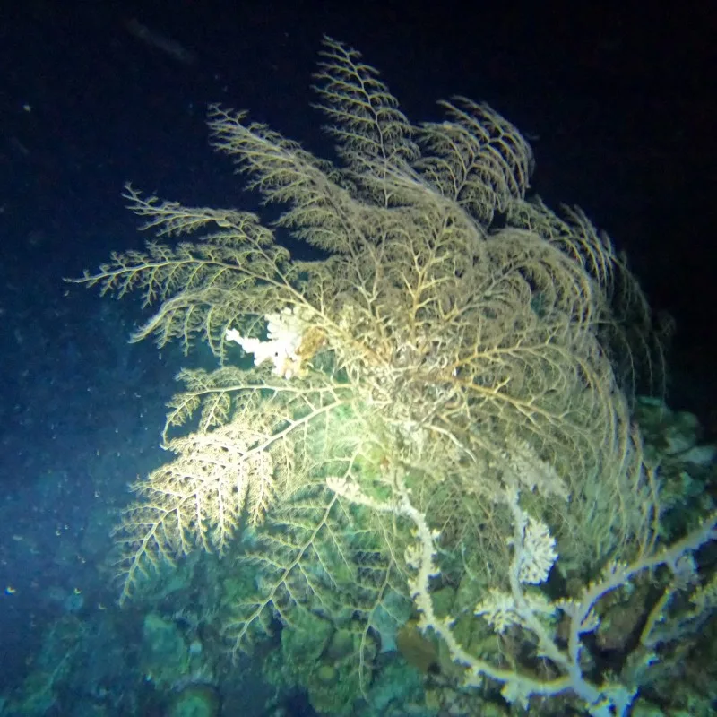 Gros plan sur une gorgone blanche et ramifiée sous l'eau