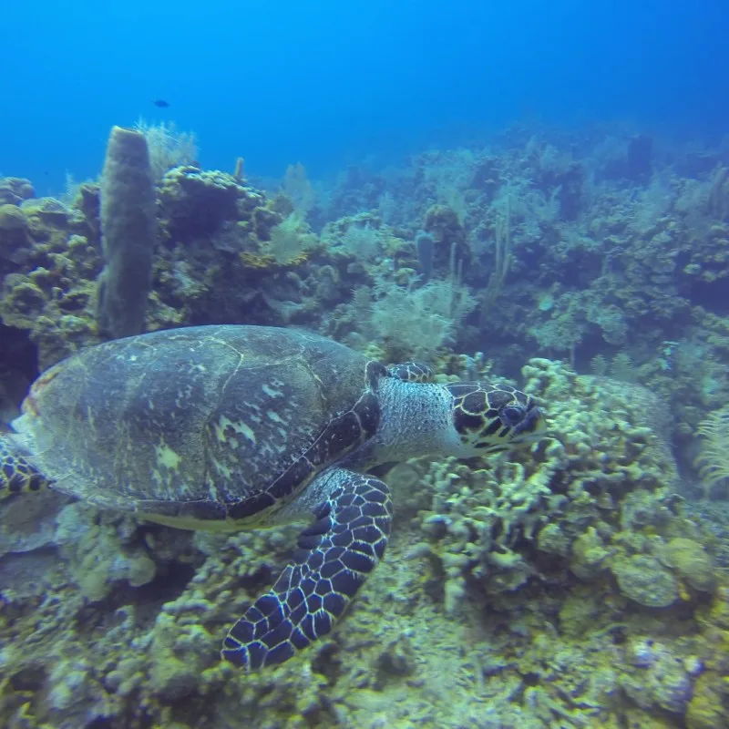 Tortue marine nageant au milieu d'un récif corallien coloré