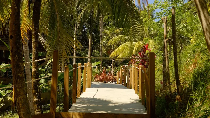 Passerelle en bois au milieu d'une végétation tropicale luxuriante
