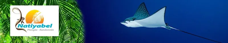 Raie manta nageant dans l'eau bleue avec logo de centre de plongée