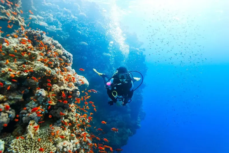 Plongeur explorant un récif corallien avec de nombreux petits poissons