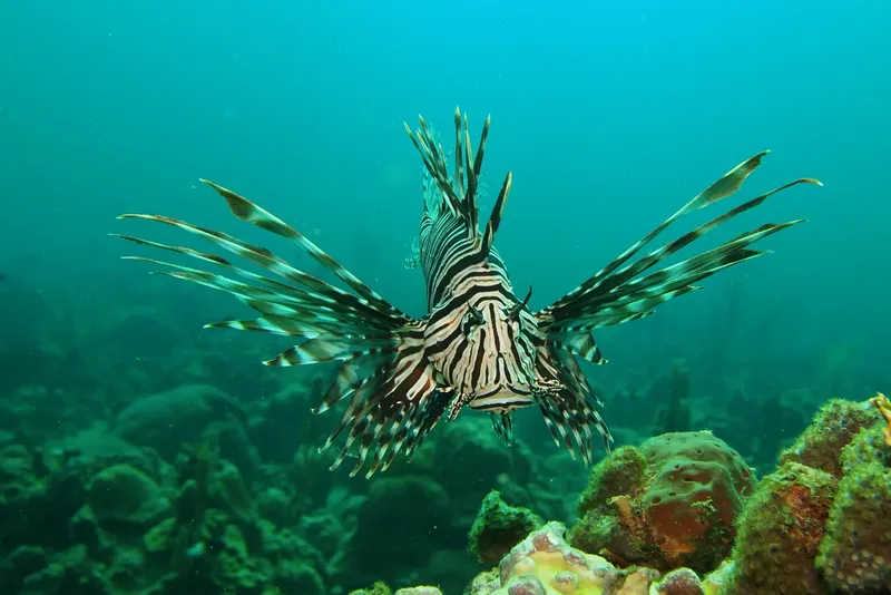 Poisson-lion nageant au-dessus d'un récifal corallien en mer turquoise