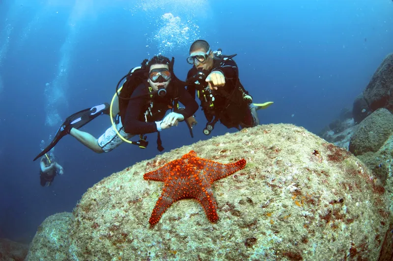 Deux plongeurs explorent un fond marin rocheux avec une étoile de mer