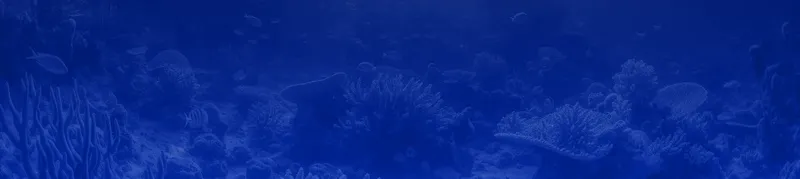 Vue sous-marine avec coraux, poissons et lumière bleutée ambiante