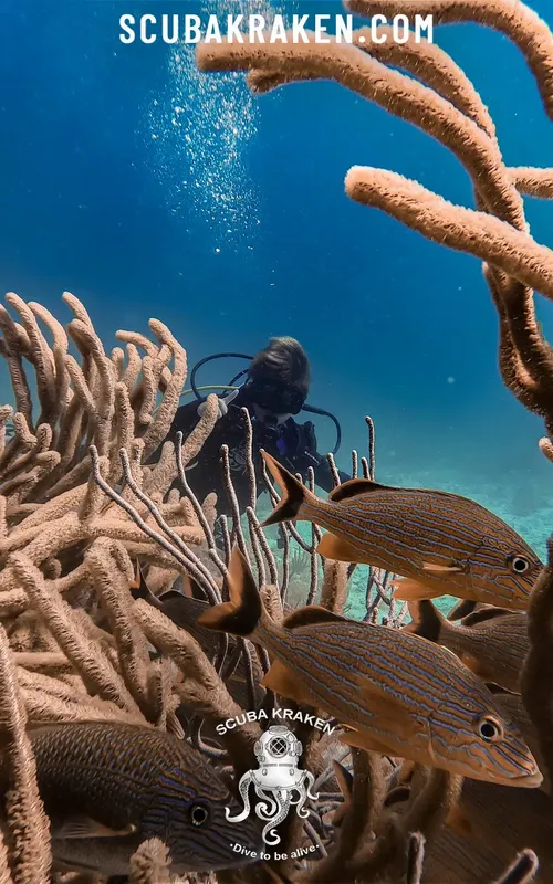 Plongeur explorant un récif corallien avec des poissons tropicaux