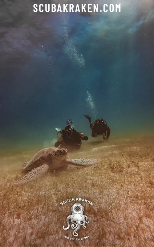 Deux plongeurs suivent une tortue marine dans un fond sablonneux