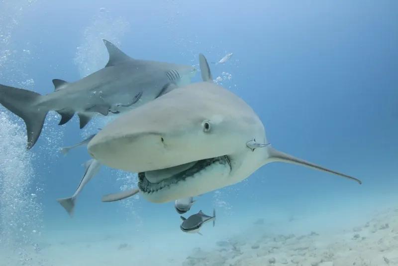 Deux requins de récif à nez pointu nagent dans l'eau claire