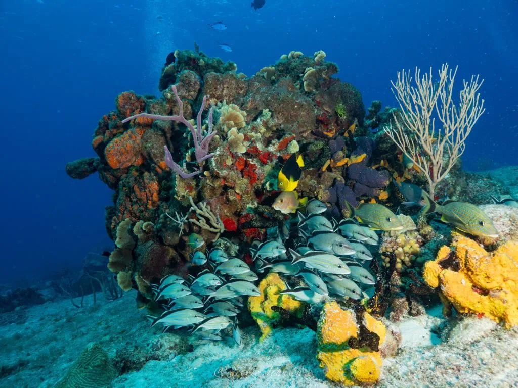 Recif corallien luxuriant avec banc de poissons et gorgones colorées