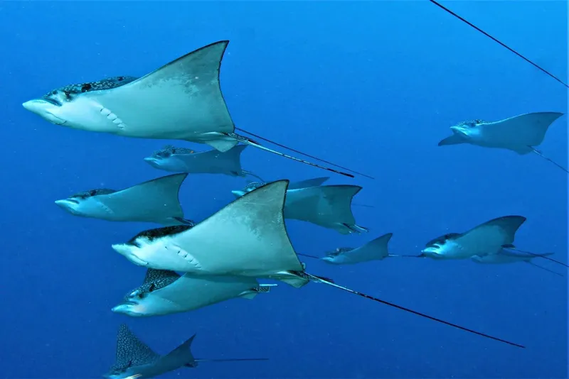Groupe de raies manta nageant en formation dans l'eau bleue