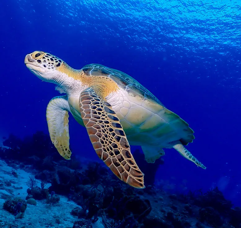 Tortue marine nageant gracieusement dans l'eau bleue, fond sablonneux corallien