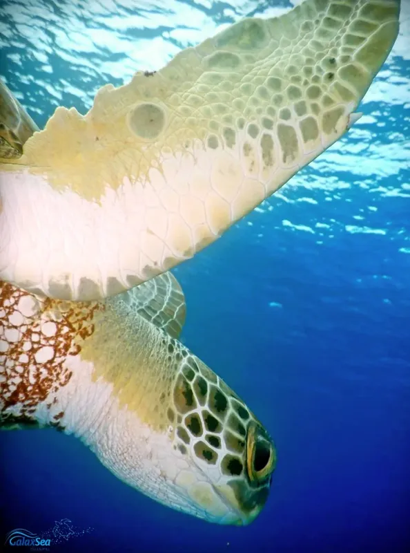 Tortue marine nageant en eaux bleues, gros plan sur la carapace et la tête