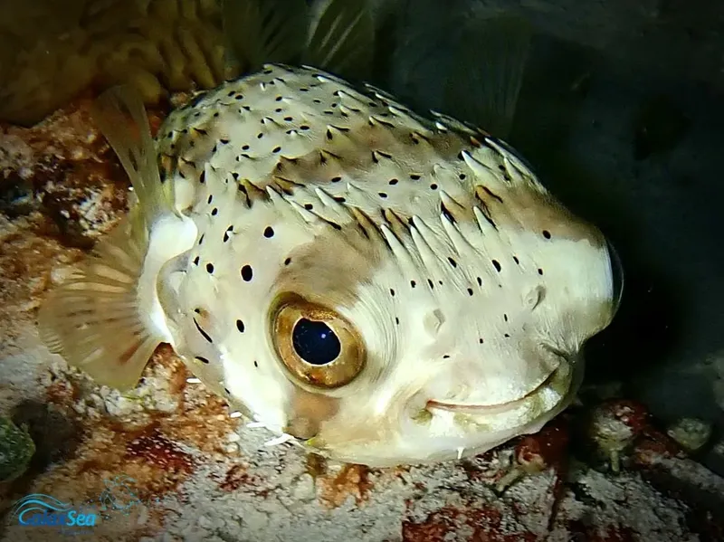 Poisson-globe tacheté nageant près du fond marin rocheux et corallien