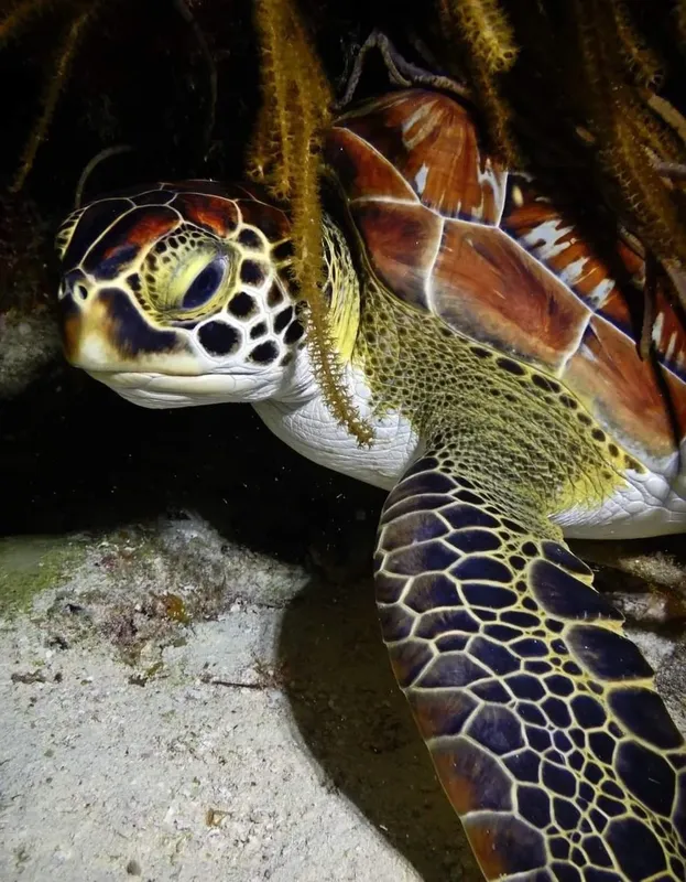Tortue marine nageant près du fond sableux avec des gorgones