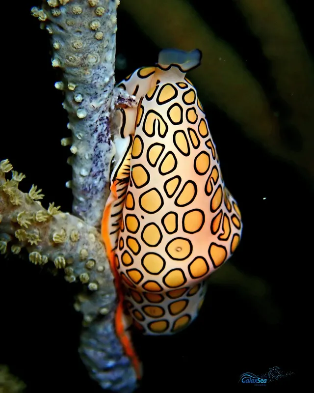 Nudibranche colorée sur corail, photographie macro sous-marine détaillée