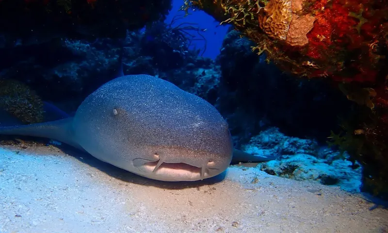 Murène cachée dans une grotte corallienne, regardant vers l'avant