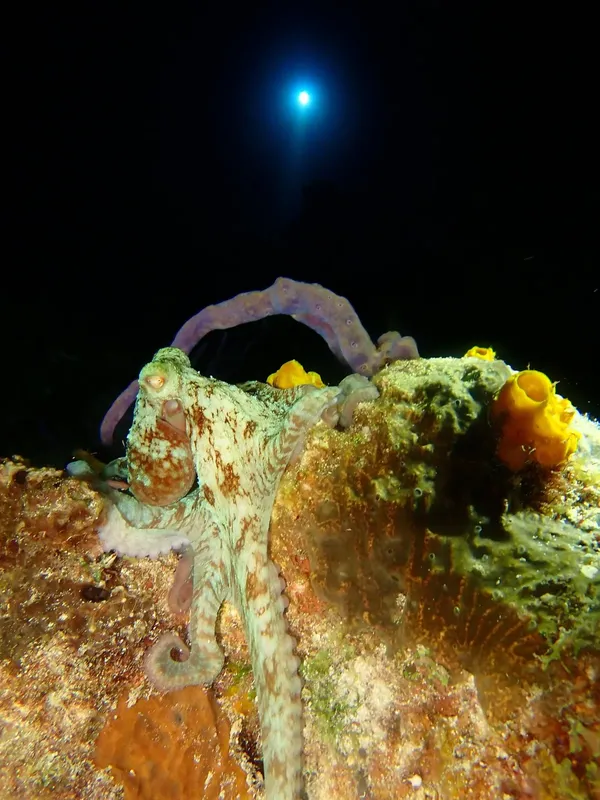 Pieuvre sur roche corallienne, tentacules déployés, lumière artificielle marine
