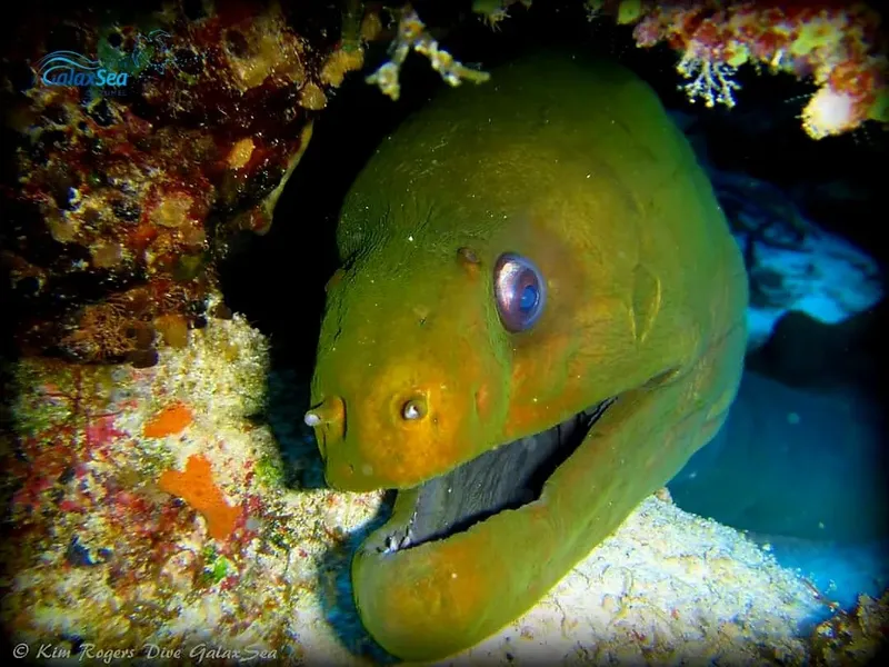 Murène verte sortant d'un trou dans un récifal corallien